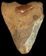 Bargain Moroccan Megalodon Tooth - #44144-1